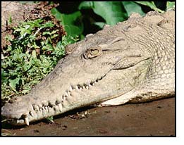 The American crocodile