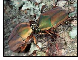 June beetles fighting over tree sap