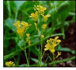 Black Mustard, a flowering plant