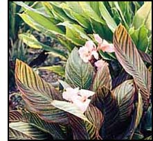 Pink Flowered Variegated Canna from S. Africa