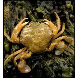 A crab is a crustacean