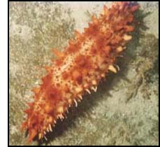 A Holothurian also known as a Sea Cucumber