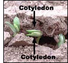 Dicot plants have two seed leaves or cotyledons