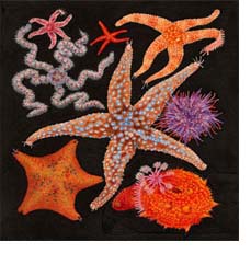 A collection of Echinoderms