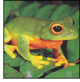 A Red-eyed tree frog