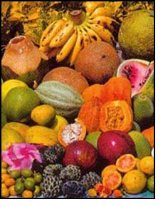A collection of healthy fruits