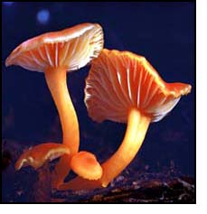Fungi quickens the decomposition of organic matter