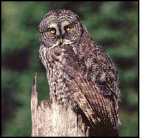 The Great Gray Owl