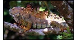 A tree iguana
