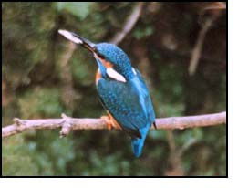 A Kingfisher