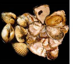 A collection of oysters, musscles and cockles