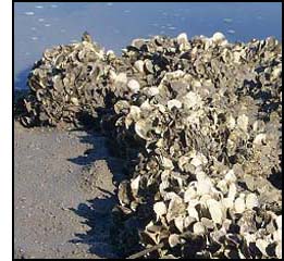 An oyster reef