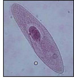 A paramecium cell