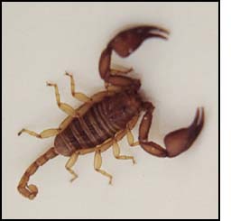A Naxian Scorpion