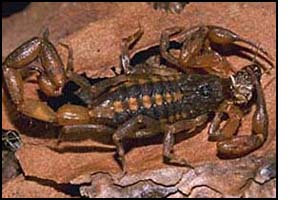 A scorpion in a desert habitat