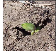 Cotyledons is shown above soil - the root below will extract nutrients