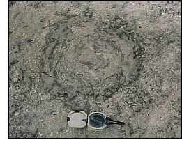 A fossilised algae called stromatolites