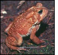 The American toad
