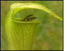 An insect getting trapped inside a carnivorous plant