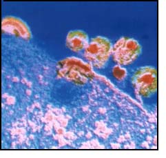 The deadly AIDS virus