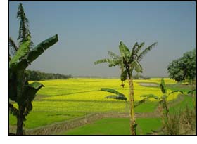 Bangladesh fields