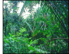 Tropical Rainforest of Sarawak