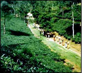 Sylhet tea gardens