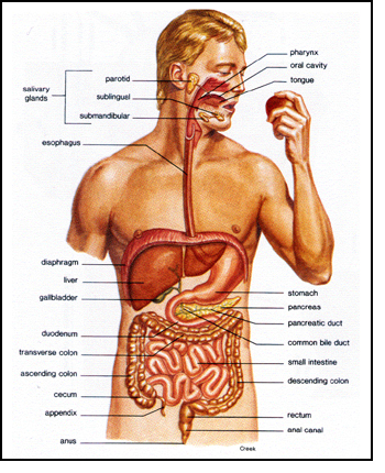Drawing of the digestive system illustrating the esophagus, stomach, duodenum, pancreas, jejunum, small intestine, ileum, appendix, cecum, ascending colon, transverse colon, descending colon, sigmoid colon, rectum, and anus.