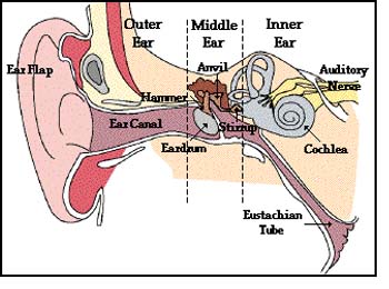 Different parts of a Human Ear