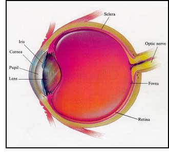 Cross-section of an Eye