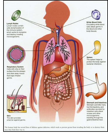 The human body has several lines of defense against infection, which work to prevent germs from invading the body or to destroy them once they find their way in.