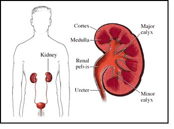 Cross-section of a Kidney