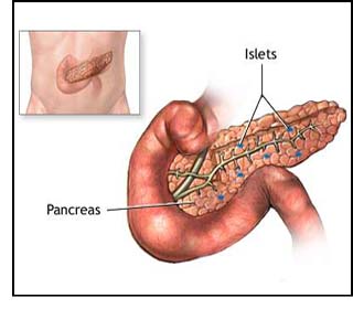 The Pancreas