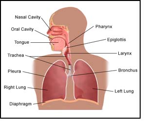 The Respiratory System