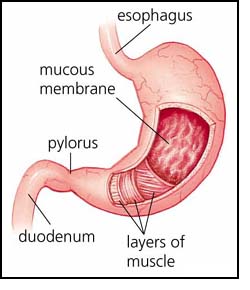 The Human Stomach