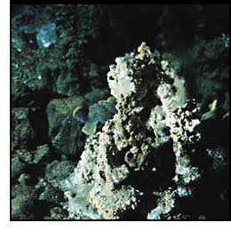A metal ore deposit found on the seafloor 1,288 meters deep at the Myojin Knoll, in one of Izu-Ogasawara submarine volcanoes.