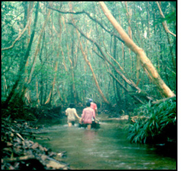 Peat swamps of Borneo
